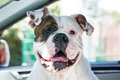 Amerikaanse Bulldog Dogs Ras: Karakter, Levensduur & Prijs | Puppyplaats