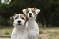 Jack Russel Terriër Dogs Ras: Karakter, Levensduur & Prijs | Puppyplaats