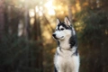 Siberische Husky Dogs Ras: Karakter, Levensduur & Prijs | Puppyplaats