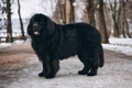 Newfoundland Dogs Breed - Information, Temperament, Size & Price | Pets4Homes