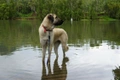 Anatolian Shepherd Dogs Breed - Information, Temperament, Size & Price | Pets4Homes