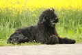 Portuguese Water Dog Dogs Breed - Information, Temperament, Size & Price | Pets4Homes