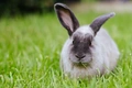 Sable Rabbits Breed - Information, Temperament, Size & Price | Pets4Homes