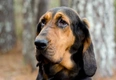 Bloodhound Dogs Breed - Information, Temperament, Size & Price | Pets4Homes