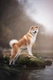 Akita Dogs Breed - Information, Temperament, Size & Price | Pets4Homes