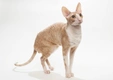 Cornish Rex Cats Breed - Information, Temperament, Size & Price | Pets4Homes