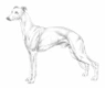 Levriero Dogs Razza - Prezzo, Temperamento & Foto | AnnunciAnimali
