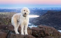 Labradoodle Dogs Ras: Karakter, Levensduur & Prijs | Puppyplaats