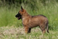 Belgian Shepherd Dog Dogs Breed - Information, Temperament, Size & Price | Pets4Homes