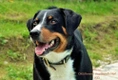 Appenzeller Sennenhond Dogs Ras: Karakter, Levensduur & Prijs | Puppyplaats