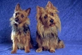 Australian Terrier Dogs Breed - Information, Temperament, Size & Price | Pets4Homes