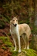 Smooth Collie Dogs Breed - Information, Temperament, Size & Price | Pets4Homes