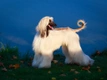 Afghan Hound Dogs Breed - Information, Temperament, Size & Price | Pets4Homes