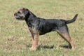 Border Terrier Dogs Breed - Information, Temperament, Size & Price | Pets4Homes