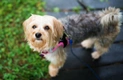 Morkie Dogs Breed - Information, Temperament, Size & Price | Pets4Homes