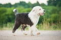 Old English Sheepdog Dogs Ras: Karakter, Levensduur & Prijs | Puppyplaats