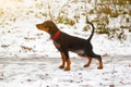 German Pinscher Dogs Breed - Information, Temperament, Size & Price | Pets4Homes