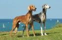 Saluki Dogs Breed - Information, Temperament, Size & Price | Pets4Homes