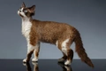 Devon Rex Cats Breed - Information, Temperament, Size & Price | Pets4Homes