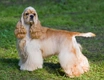 Amerikaanse Cocker Spaniel Dogs Ras: Karakter, Levensduur & Prijs | Puppyplaats