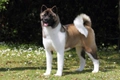 American Akita Dogs Ras: Karakter, Levensduur & Prijs | Puppyplaats