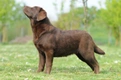 Labrador Retriever Dogs Ras: Karakter, Levensduur & Prijs | Puppyplaats