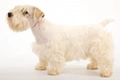 Sealyham Terrier Dogs Breed - Information, Temperament, Size & Price | Pets4Homes