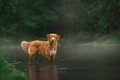 Nova Scotia Duck Tolling Retriever Dogs Ras: Karakter, Levensduur & Prijs | Puppyplaats