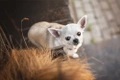 Chihuahua Dogs Ras: Karakter, Levensduur & Prijs | Puppyplaats