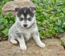 Pomsky Dogs Breed - Information, Temperament, Size & Price | Pets4Homes