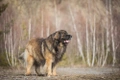 Leonberger Dogs Breed - Information, Temperament, Size & Price | Pets4Homes