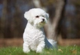 Bichon Frisé Dogs Ras: Karakter, Levensduur & Prijs | Puppyplaats