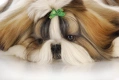 Shih Tzu Dogs Ras: Karakter, Levensduur & Prijs | Puppyplaats