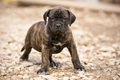 Presa Canario Dogs Breed - Information, Temperament, Size & Price | Pets4Homes