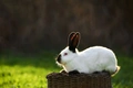 Californian Rabbits Breed - Information, Temperament, Size & Price | Pets4Homes