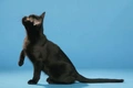 Bombay Cats Breed - Information, Temperament, Size & Price | Pets4Homes