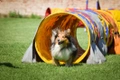 Shetland Sheepdog (Sheltie) Dogs Ras: Karakter, Levensduur & Prijs | Puppyplaats