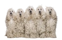 Standard Poodle Dogs Breed - Information, Temperament, Size & Price | Pets4Homes