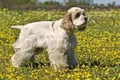 Amerikaanse Cocker Spaniel Dogs Ras: Karakter, Levensduur & Prijs | Puppyplaats