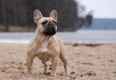 Franse Bulldog Dogs Ras: Karakter, Levensduur & Prijs | Puppyplaats