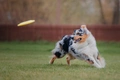 Australian Shepherd Dogs Ras: Karakter, Levensduur & Prijs | Puppyplaats