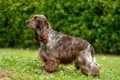 Engelse Cocker Spaniel Dogs Ras: Karakter, Levensduur & Prijs | Puppyplaats