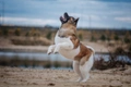 American Akita Dogs Ras: Karakter, Levensduur & Prijs | Puppyplaats