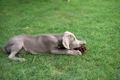 Weimaraner Dogs Raza - Características, Fotos & Precio | MundoAnimalia