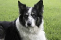 Welsh Collie Dogs Breed - Information, Temperament, Size & Price | Pets4Homes