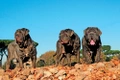 Neapolitan Mastiff Dogs Breed - Information, Temperament, Size & Price | Pets4Homes