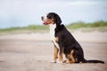 Grote Zwitserse Sennenhond Dogs Ras: Karakter, Levensduur & Prijs | Puppyplaats