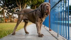 Neapolitan Mastiff Dogs Breed - Information, Temperament, Size & Price | Pets4Homes