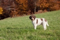 Lagotto Romagnolo Dogs Breed - Information, Temperament, Size & Price | Pets4Homes