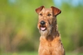 Irish Terrier Dogs Breed - Information, Temperament, Size & Price | Pets4Homes